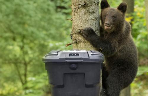 Wildlife-resistant cart