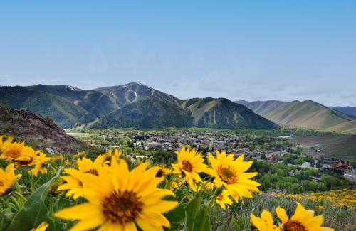 Sunflower with mountain in background