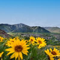 Sunflower with mountain in background