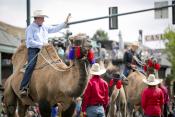 Photo of Ralphie the Camel