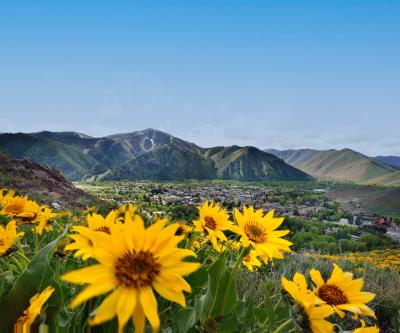 Sunflower with mountain in background