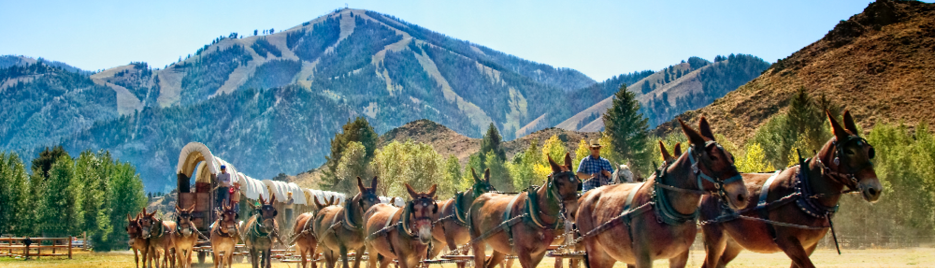 Donkeys pulling a wagon